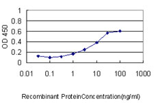 F2 / Prothrombin / Thrombin Antibody - Detection limit for recombinant GST tagged F2 is approximately 1 ng/ml as a capture antibody.