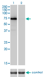 F2 / Prothrombin / Thrombin Antibody - Western blot analysis of F2 over-expressed 293 cell line, cotransfected with F2 Validated Chimera RNAi (Lane 2) or non-transfected control (Lane 1). Blot probed with F2 monoclonal antibody (M01), clone 1B7 . GAPDH ( 36.1 kDa ) used as specificity and loading control.