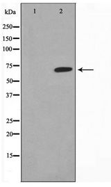 F2 / Prothrombin / Thrombin Antibody - Western blot of NIH-3T3 cell lysate using THRB Antibody