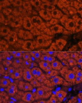 F2 / Prothrombin / Thrombin Antibody - Immunofluorescence analysis of mouse liver using F2 antibody at dilution of 1:100. Blue: DAPI for nuclear staining.