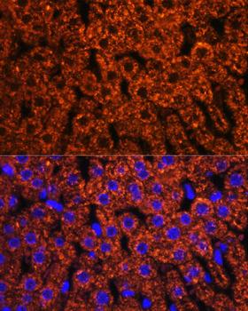F2 / Prothrombin / Thrombin Antibody - Immunofluorescence analysis of rat liver using F2 antibody at dilution of 1:100. Blue: DAPI for nuclear staining.