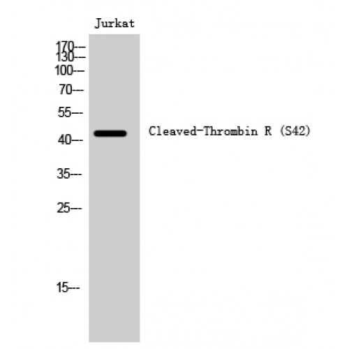 F2R / Thrombin Receptor / PAR1 Antibody - Western blot of Cleaved-Thrombin R (S42) antibody