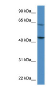 F2R / Thrombin Receptor / PAR1 Antibody - F2R / Thrombin Receptor antibody Western blot of U937 cell lysate.  This image was taken for the unconjugated form of this product. Other forms have not been tested.