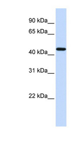 F2R / Thrombin Receptor / PAR1 Antibody - F2R / Thrombin Receptor antibody Western blot of HeLa lysate. This image was taken for the unconjugated form of this product. Other forms have not been tested.