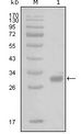 F2R / Thrombin Receptor / PAR1 Antibody - Western blot of PAR1 mouse mAb against truncated GST-PAR1 recombinant protein (1).