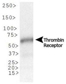 F2R / Thrombin Receptor / PAR1 Antibody - Western Blot: Thrombin Receptor Antibody (N2-11) - Analysis of Thrombin Receptor expression in human testis.  This image was taken for the unconjugated form of this product. Other forms have not been tested.