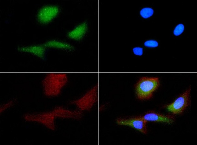 F2R / Thrombin Receptor / PAR1 Antibody - Immunocytochemistry/Immunofluorescence: Thrombin Receptor Antibody (N2-11) - Thrombin Receptor antibody was tested in HeLa cells with FITC (green). Nuclei and actin were counterstained with Dapi (blue) and Phalloidin (red).  This image was taken for the unconjugated form of this product. Other forms have not been tested.