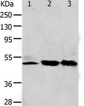 F2R / Thrombin Receptor / PAR1 Antibody - Western blot analysis of 293T and K562 cell, human fetal kidney tissue, using F2R Polyclonal Antibody at dilution of 1:650.