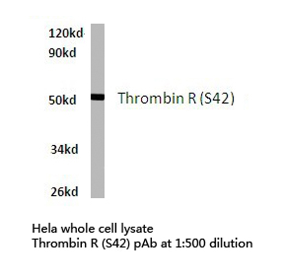 F2R / Thrombin Receptor / PAR1 Antibody - Western blot of Thrombin R (S42) pAb in extracts from HeLa cells.