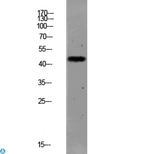 F2R / Thrombin Receptor / PAR1 Antibody - Western blot analysis of MCF-7 lysate, antibody was diluted at 1000. Secondary antibody was diluted at 1:20000.