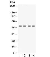 F2RL1 / PAR2 Antibody