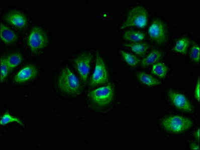 F2RL1 / PAR2 Antibody - Immunofluorescent analysis of A549 cells diluted at 1:100 and Alexa Fluor 488-congugated AffiniPure Goat Anti-Rabbit IgG(H+L)