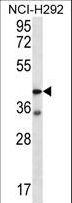F2RL2 / PAR3 Antibody - F2RL2 Antibody western blot of NCI-H292 cell line lysates (35 ug/lane). The F2RL2 antibody detected the F2RL2 protein (arrow).