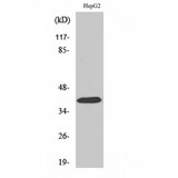 F2RL3 / PAR4 Antibody - Western blot of PAR-4 antibody