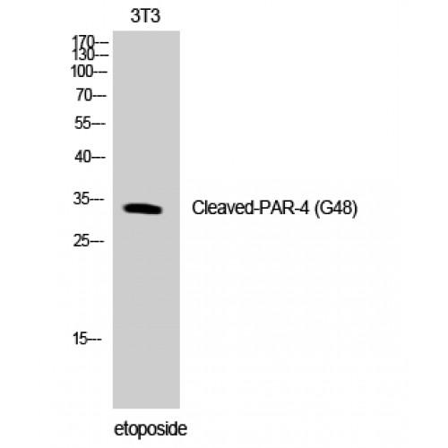 F2RL3 / PAR4 Antibody - Western blot of Cleaved-PAR-4 (G48) antibody
