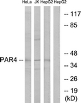 F2RL3 / PAR4 Antibody - Western blot of extracts from HepG2/Jurkat/HeLa cells, using PAR4 Antibody. The lane on the right is treated with the synthesized peptide.