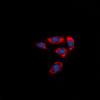 F2RL3 / PAR4 Antibody - Immunofluorescent analysis of PAR4 staining in HeLa cells. Formalin-fixed cells were permeabilized with 0.1% Triton X-100 in TBS for 5-10 minutes and blocked with 3% BSA-PBS for 30 minutes at room temperature. Cells were probed with the primary antibody in 3% BSA-PBS and incubated overnight at 4 ??C in a humidified chamber. Cells were washed with PBST and incubated with a DyLight 594-conjugated secondary antibody (red) in PBS at room temperature in the dark. DAPI was used to stain the cell nuclei (blue).