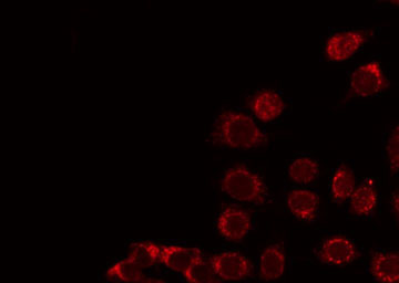 F2RL3 / PAR4 Antibody - Staining HepG2 cells by IF/ICC. The samples were fixed with PFA and permeabilized in 0.1% Triton X-100, then blocked in 10% serum for 45 min at 25°C. The primary antibody was diluted at 1:200 and incubated with the sample for 1 hour at 37°C. An Alexa Fluor 594 conjugated goat anti-rabbit IgG (H+L) Ab, diluted at 1/600, was used as the secondary antibody.