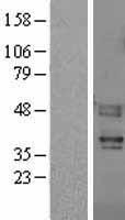F2RL3 / PAR4 Protein - Western validation with an anti-DDK antibody * L: Control HEK293 lysate R: Over-expression lysate