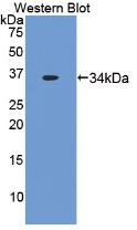 F3 / CD142 / Tissue factor Antibody - Western Blot; Sample: Recombinant TF, Rabbit.
