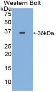 F3 / CD142 / Tissue factor Antibody - Western blot of recombinant F3 / CD142 / Tissue factor.  This image was taken for the unconjugated form of this product. Other forms have not been tested.