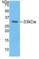 F3 / CD142 / Tissue factor Antibody - Western Blot; Sample: Recombinant TF, Human.