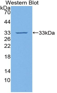 F3 / CD142 / Tissue factor Antibody - Western blot of recombinant TF / Transferrin.