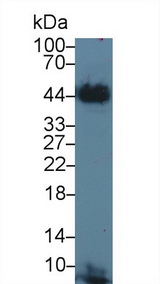 F3 / CD142 / Tissue factor Antibody - Western Blot; Sample: Bovine Cerebrum lysate; Primary Ab: 3µg/ml Rabbit Anti-Bovine TF Antibody Second Ab: 0.2µg/mL HRP-Linked Caprine Anti-Rabbit IgG Polyclonal Antibody