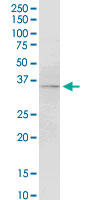 F3 / CD142 / Tissue factor Antibody - F3 monoclonal antibody (M01), clone 4G4. Western Blot analysis of F3 expression in Jurkat.