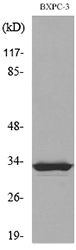 F3 / CD142 / Tissue factor Antibody - Western blot analysis of lysate from BXPC-3 cells, using F3 Antibody.