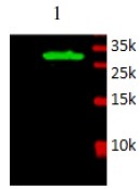 F3 / CD142 / Tissue factor Antibody - Immunodetection Analysis: Representative blot from a previous lot. Lane 1, recombinant protein F3.The membrane blot was probed with anti- F3 primary antibody (0.2 µg/ml). Proteins were visualized using a Donkey anti-rabbit secondary antibody conjugated to IRDye 800CW detection system. Arrows indicate recombinant protein F3 from E.coli cell (19kDa).