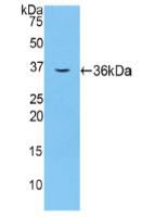 F5 / Factor Va Antibody - Western Blot; Sample: Recombinant F5, Mouse.