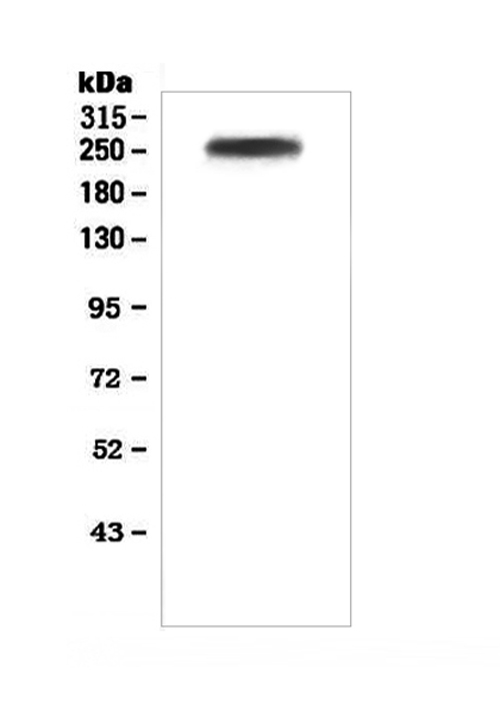 F5 / Factor Va Antibody - Western blot analysis of Factor V using anti-Factor V antibody. Electrophoresis was performed on a 5-20% SDS-PAGE gel at 70V (Stacking gel) / 90V (Resolving gel) for 2-3 hours. The sample well of each lane was loaded with 50ug of sample under reducing conditions. Lane 1: human plasma lysates. After Electrophoresis, proteins were transferred to a Nitrocellulose membrane at 150mA for 50-90 minutes. Blocked the membrane with 5% Non-fat Milk/ TBS for 1.5 hour at RT. The membrane was incubated with rabbit anti-Factor V antigen affinity purified polyclonal antibody at 0.5 µg/mL overnight at 4°C, then washed with TBS-0.1% Tween 3 times with 5 minutes each and probed with a goat anti-rabbit IgG-HRP secondary antibody at a dilution of 1:10000 for 1.5 hour at RT. The signal is developed using an Enhanced Chemiluminescent detection (ECL) kit with Tanon 5200 system. A specific band was detected for Factor V at approximately 252KD. The expected band size for Factor V is at 252KD.