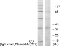 F7 / Factor VII Antibody - Western blot of extracts from Jurkat cells, treated with eto 25 uM 24h, using FA7 (light chain, Cleaved-Arg212) Antibody. The lane on the right is treated with the synthesized peptide.