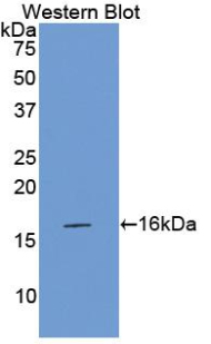 F7 / Factor VII Antibody - Western blot of recombinant F7 / Factor VII.  This image was taken for the unconjugated form of this product. Other forms have not been tested.