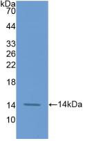 F7 / Factor VII Antibody - Western Blot; Sample: Recombinant F7, Human.