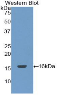 F7 / Factor VII Antibody - Western blot of recombinant F7 / Factor VII.  This image was taken for the unconjugated form of this product. Other forms have not been tested.