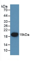 F7 / Factor VII Antibody - Western Blot; Sample: Recombinant F7, Mouse.