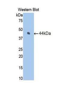 F7 / Factor VII Antibody - Western blot of recombinant F7 / Factor VII.  This image was taken for the unconjugated form of this product. Other forms have not been tested.