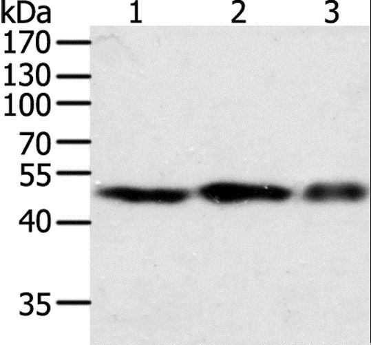F7 / Factor VII Antibody - Western blot analysis of NIH/3T3, 293T and Jurkat cell, using F7 Polyclonal Antibody at dilution of 1:400.