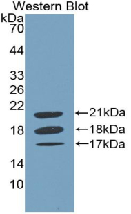 F8 / FVIII / Factor VIII Antibody - Western Blot; Sample: Recombinant protein.