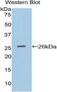F8A1 / HAP40 Antibody - Western blot of recombinant F8A1 / HAP40.  This image was taken for the unconjugated form of this product. Other forms have not been tested.