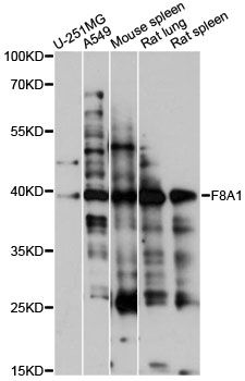 F8A1 / HAP40 Antibody - Western blot analysis of extracts of various cell lines, using F8A1 antibody at 1:1000 dilution. The secondary antibody used was an HRP Goat Anti-Rabbit IgG (H+L) at 1:10000 dilution. Lysates were loaded 25ug per lane and 3% nonfat dry milk in TBST was used for blocking. An ECL Kit was used for detection and the exposure time was 30s.