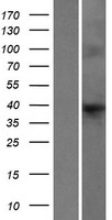 F8A1 / HAP40 Protein - Western validation with an anti-DDK antibody * L: Control HEK293 lysate R: Over-expression lysate