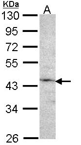 F9 / Factor IX Antibody - Sample (30 ug of whole cell lysate). A:293T. 10% SDS PAGE. Factor IX antibody diluted at 1:1000.