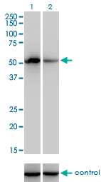 F9 / Factor IX Antibody - Western blot analysis of F9 over-expressed 293 cell line, cotransfected with F9 Validated Chimera RNAi (Lane 2) or non-transfected control (Lane 1). Blot probed with F9 monoclonal antibody (M01), clone 2C9 . GAPDH ( 36.1 kDa ) used as specificity and loading control.