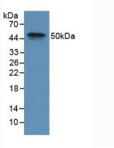 F9 / Factor IX Antibody