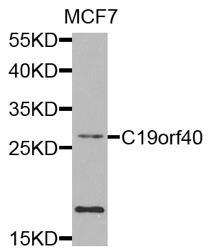 FAAP24 Antibody - Western blot analysis of extracts of MCF7 cells.