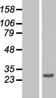 FAAP24 Protein - Western validation with an anti-DDK antibody * L: Control HEK293 lysate R: Over-expression lysate