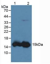 FABP1 / L-FABP Antibody - Western Blot; Sample: Lane1: Human Liver Tissue; Lane2: Rat Liver Tissue.